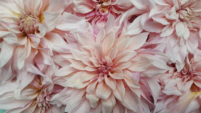 Bl&uuml;te Dahlie Blume rosa pastell pink Hintergrund floral romantisch elegant