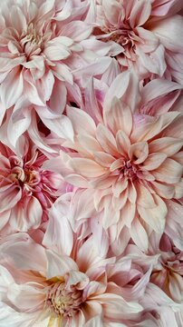 viele gro&szlig;e hellrosa Dahlien Bl&uuml;ten liegen nebeneinander bildf&uuml;llend