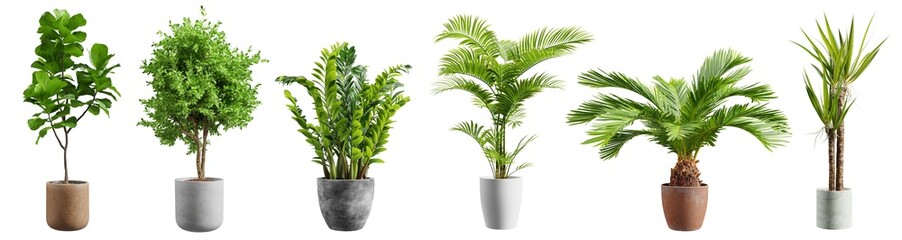 Beautiful plants in ceramic pots isolated on transparent background. 3D rendering. - 554525800