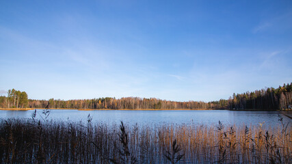 Lake scenery with water reeds and forest during autumn