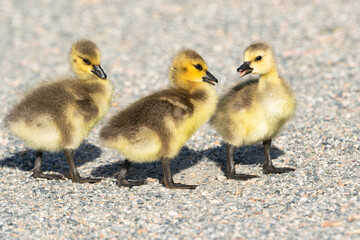 Baby Goslings crossing a gravelly path at the park.