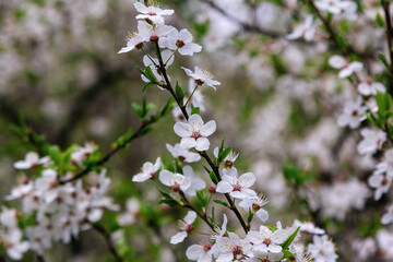 
Beautiful blooming apricot tree branches with white flowers growing in a garden. Spring nature background.
