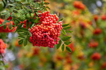 Rowan tree branches with ripe red berries growing in the garden with blue sky on background.