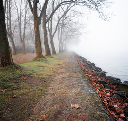 Foggy scene in autumn