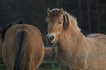 Naklejka na ściany i meble Horse. Horses in the meadow on the village.Soft light picture. Horse farm.