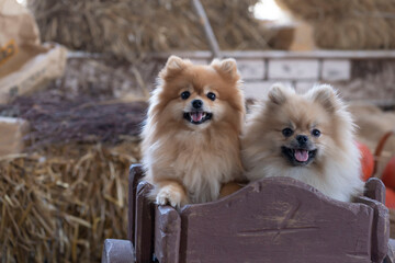 Two Pomeranian Pomeranians are sitting in a cart against the background of hay.  Halloween concept