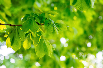 Fototapeta na wymiar Chestnut branch with young fresh green leaves. Background of green leaves