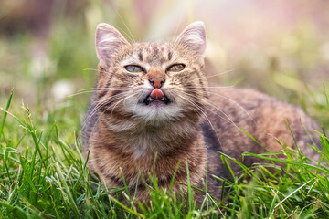 A brown tabby cat lies in the garden on the grass in sunny weather and licks itself. The cat shows...