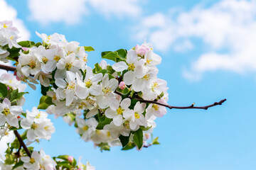 Branch of apple trees with white flowers in the spring garden. Flowering apples