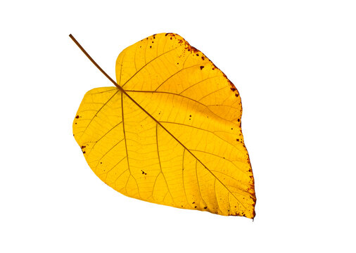 Paulownien Bilder Durchsuchen 1,257 Archivfotos, und