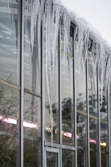 Icicles hanging on glass roof and wall in winter. Rooftop covered with ice and snow during spring thaw, melting water running down and froze at night. Roof insulation maintenance problem concept