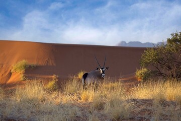 Gemsbok, Oryx gazella large antelope, on the dune escarpment in the Namib Desert in the...