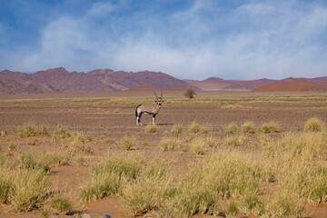 Gemsbok, Oryx gazella large antelope, on the dune escarpment in the Namib Desert in the...