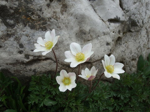 Closeup shot of white mountain flowers Alpine anemone surrounded by rocks & stones