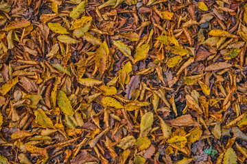 Close-up of yellow fallen leaves on the ground