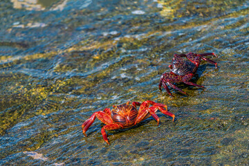 Grapsus grapsus (red crab) on the beach