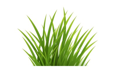 Green Grass Isolated And White Background