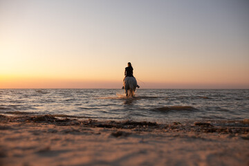 portrait of a long-haired girl on a white horse in the sea rear view