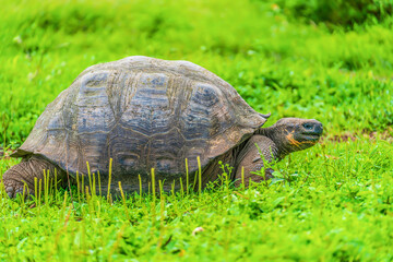 Galapagos giant tortoise