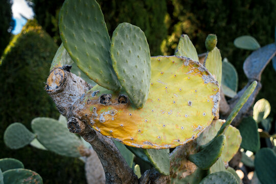 Kaktus in botanischem Garten in Bulgarien