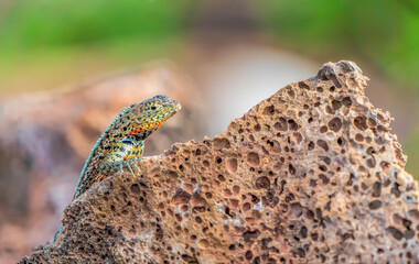 Lava Lizard of the Galapagos Islands
