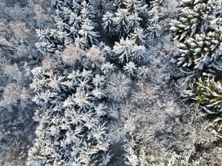 Bäume im Winter von Drohne