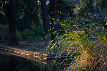 grass in the morning