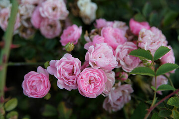 Roses in the garden. Pink flowers background image, close up