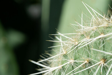 Close up of cactus' thrones