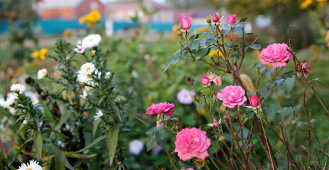 Roses in the garden. Pink flowers background image, close up