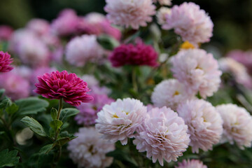 Pink chrysanthemum natural background. Pink flowers in the garden, background image