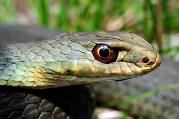 Eastern Montpellier snake // Östliche Eidechsennatter (Malpolon insignitus)