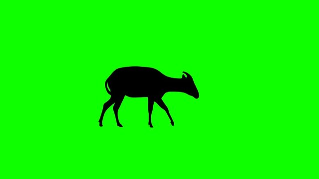 Walking bongo antelope, animation on the green background  (seamless loop)
