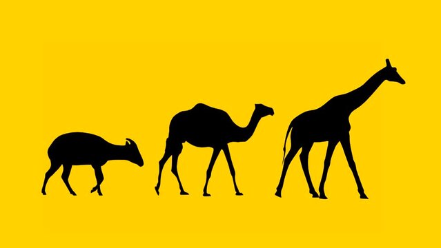 Walking giraffe, camel and bongo antelope: animation on the yellow background (seamless loop)