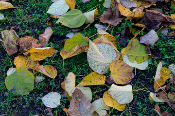 Fallen leaves on the ground, autumn rain, wet foliage, close-up