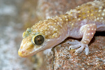 Mediterranean house gecko // Europäischer Halbfinger (Hemidactylus turcicus)