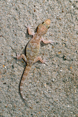 Europäischer Halbfinger-Gecko // Mediterranean house gecko (Hemidactylus turcicus) - Griechenland