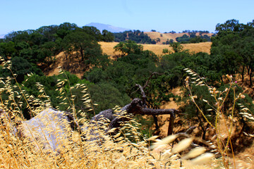 Grasses wave in the wind with oak covered hills in the background in Martinez, California - obrazy, fototapety, plakaty