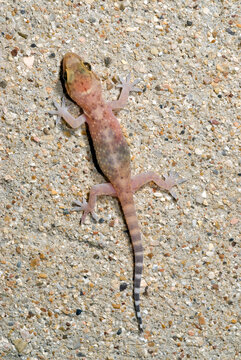 Mediterranean house gecko // Europ&auml;ischer Halbfinger (Hemidactylus turcicus) - Greece