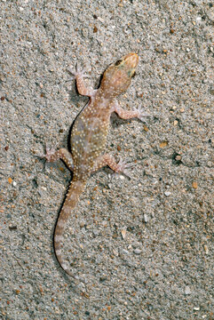 Europ&auml;ischer Halbfinger-Gecko // Mediterranean house gecko (Hemidactylus turcicus) - Griechenland