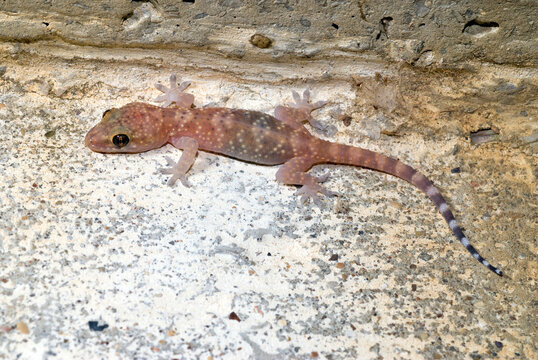 Mediterranean house gecko // Europ&auml;ischer Halbfinger (Hemidactylus turcicus) - Greece