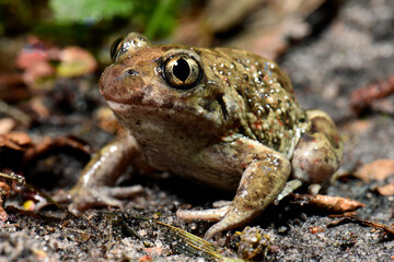 Common spadefoot, garlic toad // Knoblauchkröte (Pelobates fuscus) 