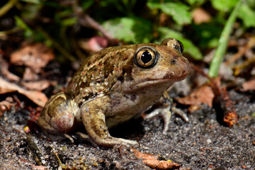 Knoblauchkröte // common spadefoot, garlic toad (Pelobates fuscus) 