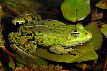 Edible frog // Teichfrosch (Pelophylax esculentus)
