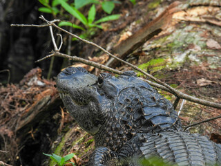 Alligator in the Corkscrew Swamp in Florida