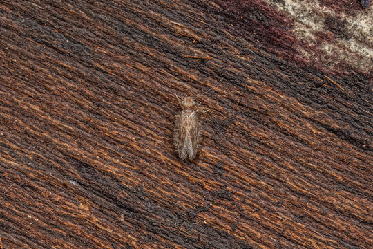 Adult Scaly winged Barklice Insect