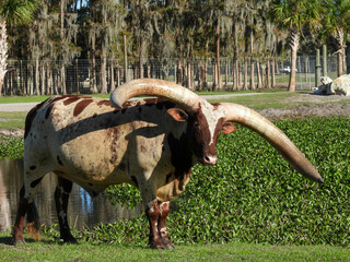 An ankole-watus bull with massive horns