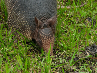 Armadillo in the Merritt Island Wildlife Refuge