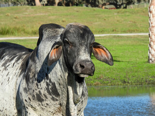 Zebu, or humped cow in a park in Florida