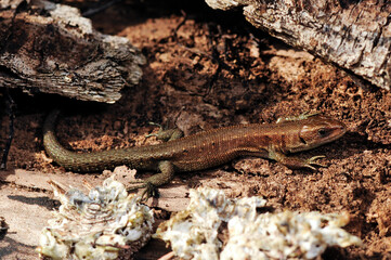 juvenile Viviparous lizard - junge Waldeidechse (Zootoca vivipara)